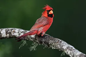 Rio Grande Valley Prints: Male Northern Cardinal, Rio Grande Valley, Texas