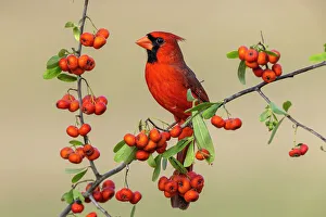Rio Grande Valley Prints: Male Northern Cardinal, Rio Grande Valley, Texas