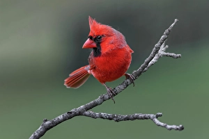Kentucky Prints: Male Northern Cardinal in winter, Kentucky