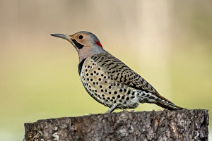 Male Northern Flicker, Colaptes auratus, Kentucky