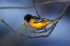 Male Northern Oriole, formerly Baltimore Oriole (Icterus galbula)