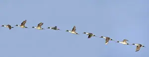 Migrate Prints: Male Northern Pintail duck in flight sequence at Benton Lake NWR near Great Falls Montana