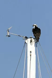 Male osprey sits at the top of ships mast in San Diego harbor