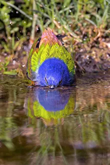 Migrating Prints: Male painted bunting bathing, Rio Grande Valley, Texas