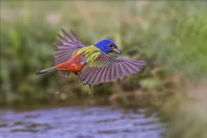 Bathing Prints: Male Painted bunting flying. Rio Grande Valley, Texas