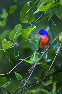 Rainbow Prints: A male painted bunting perched