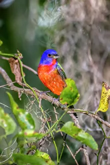 Rainbow Prints: A male painted bunting perched