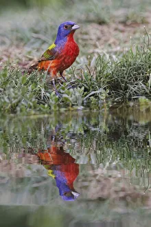Bathing Prints: Male Painted bunting and reflection in small pond. Rio Grande Valley, Texas