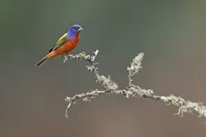 Bathing Prints: Male Painted bunting. Rio Grande Valley, Texas