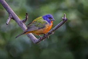 Migrating Prints: Male Painted bunting. South Padre Island, Texas