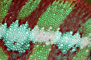 Images Dated 15th September 2024: Male panther chameleon