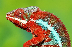 Images Dated 15th September 2024: Male panther chameleon