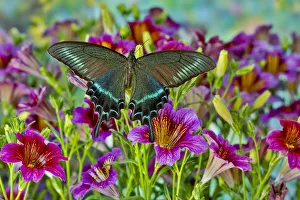 Painted Tongue Prints: Male Papilio bianor Asian swallowtail butterfly on purple painted tongue flowers