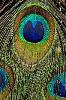Images Dated 20th December 2011: Male peacock display tail feathers