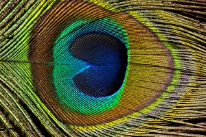 Golden Prints: Male peacock display tail feathers