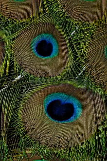 Images Dated 21st December 2011: Male peacock display tail feathers