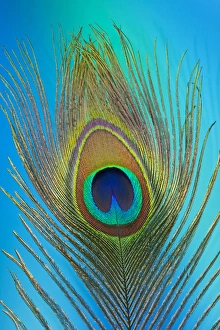 Images Dated 22nd December 2011: Male peacock display tail feathers