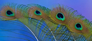 Images Dated 22nd December 2011: Male peacock display tail feathers