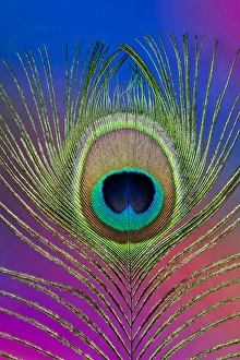 Images Dated 22nd December 2011: Male peacock display tail feathers