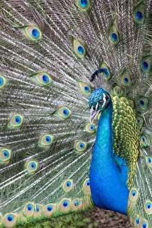 South Carolina Prints: Male Peacock with fanned out tail, Middleton Place Plantation, South Carolina