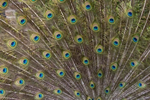 Spot Prints: Male Peacock with fanned out tail, Middleton Place Plantation, South Carolina