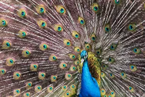 Male peacock fanning out his tail feathers