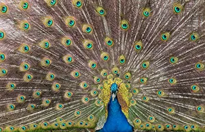 Male peacock fanning out his tail feathers