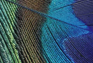 Male peacock feather detail