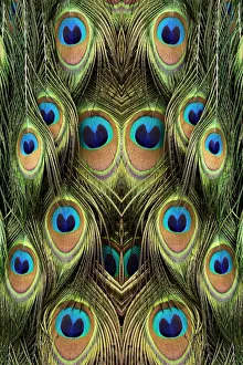 Spot Prints: Male Peafowl feather pattern, Florida