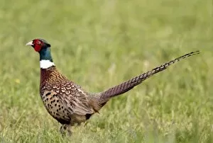 Male Pheasant in
