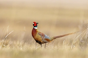 Images Dated 26th September 2024: Male pheasant at Bowdoin National Wildlife Refuge near Malta