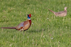 Ninepipe National Wildlife Refu Prints: Male pheasant with female hen at Ninepipe National Wildlife Refuge near Ronan