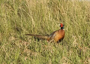Male Pheasant in Montana