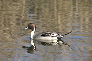 Marsh Prints: A male pintail duck glides on a pond in a wetland marsh