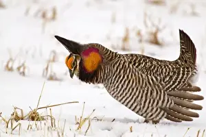Images Dated 30th March 2011: Male prairie chicken (Tympanuchus cupido) booming on lek in Loup County, Nebraska, USA