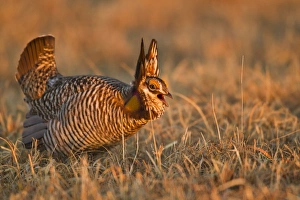 Images Dated 24th March 2012: Male prairie chickens at lek in Loup County, Nebraska, USA