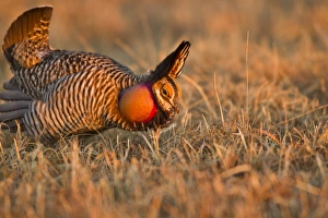 Ritual Prints: Male prairie chickens at lek in Loup County, Nebraska, USA