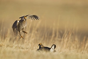 Images Dated 24th March 2012: Male prairie chickens at lek in Loup County, Nebraska, USA