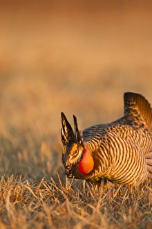 Images Dated 24th March 2012: Male prairie chickens at lek in Loup County, Nebraska, USA