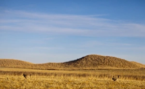 Images Dated 24th March 2012: Male prairie chickens at lek in Loup County, Nebraska, USA
