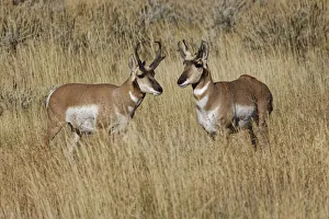 Pronghorn Prints: Male Pronghorn, Grand Teton National Park, Wyoming
