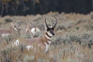 Male Pronghorn, Grand Teton National Park, Wyoming