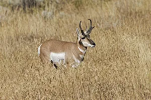 Male Pronghorn, Grand Teton National Park, Wyoming