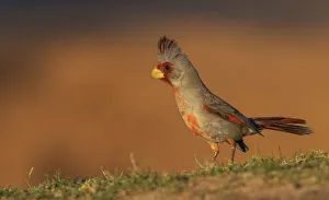 Male pyrrhuloxia