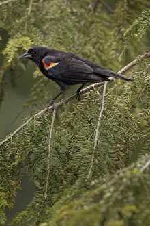Images Dated 30th July 2020: Male red-winged blackbird
