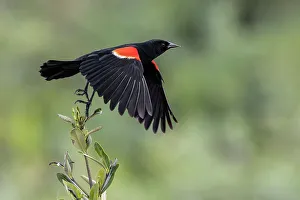 Migrating Prints: Male red-winged blackbird in flight, South Padre Island, Texas