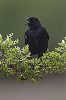 Male red-winged blackbird. Rio Grande Valley, Texas