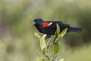 Displaying Prints: Male red-winged blackbird. South Padre Island, Texas
