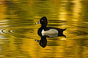 Hillsboro Prints: male ring-necked duck, swimming, Dawson Creek Park, Hillsboro, Oregon, USA