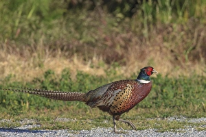 Creature Prints: Male Ring-necked Pheasant. San Francisco Bay. California
